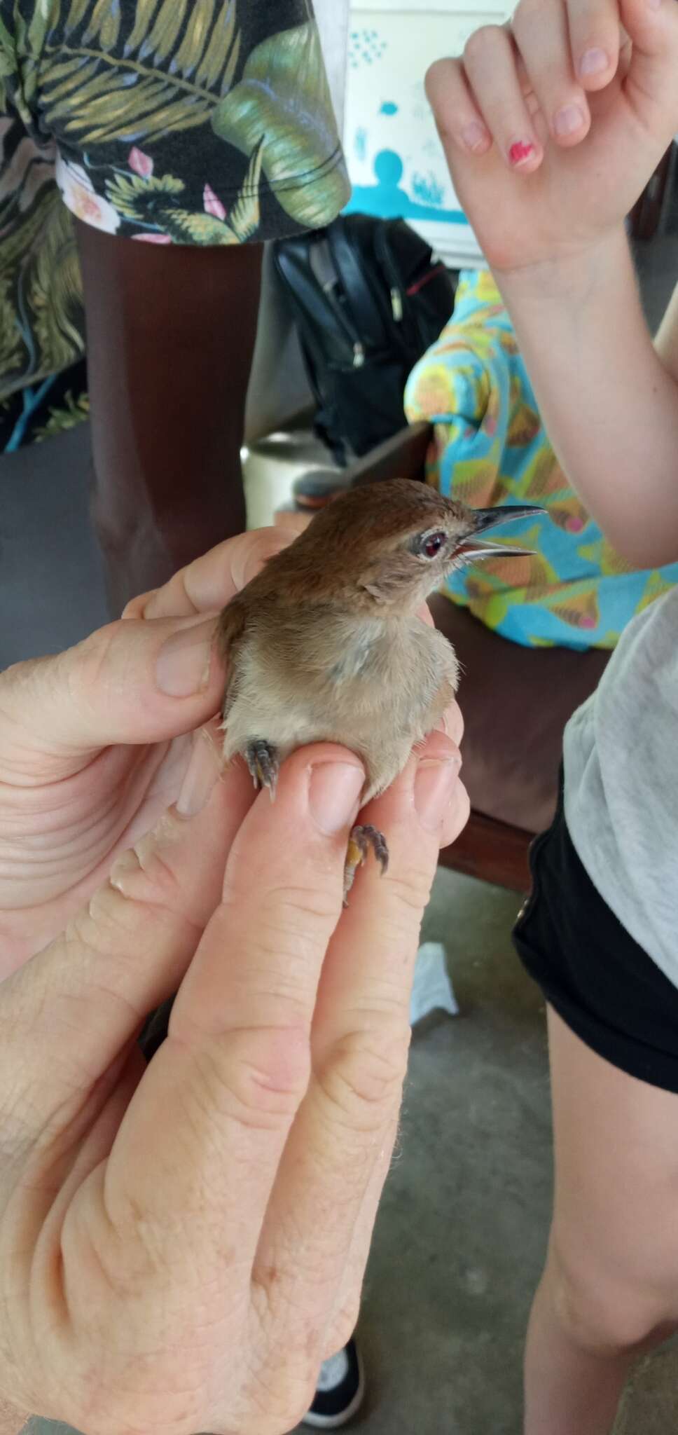 Image of Northern Brownbul