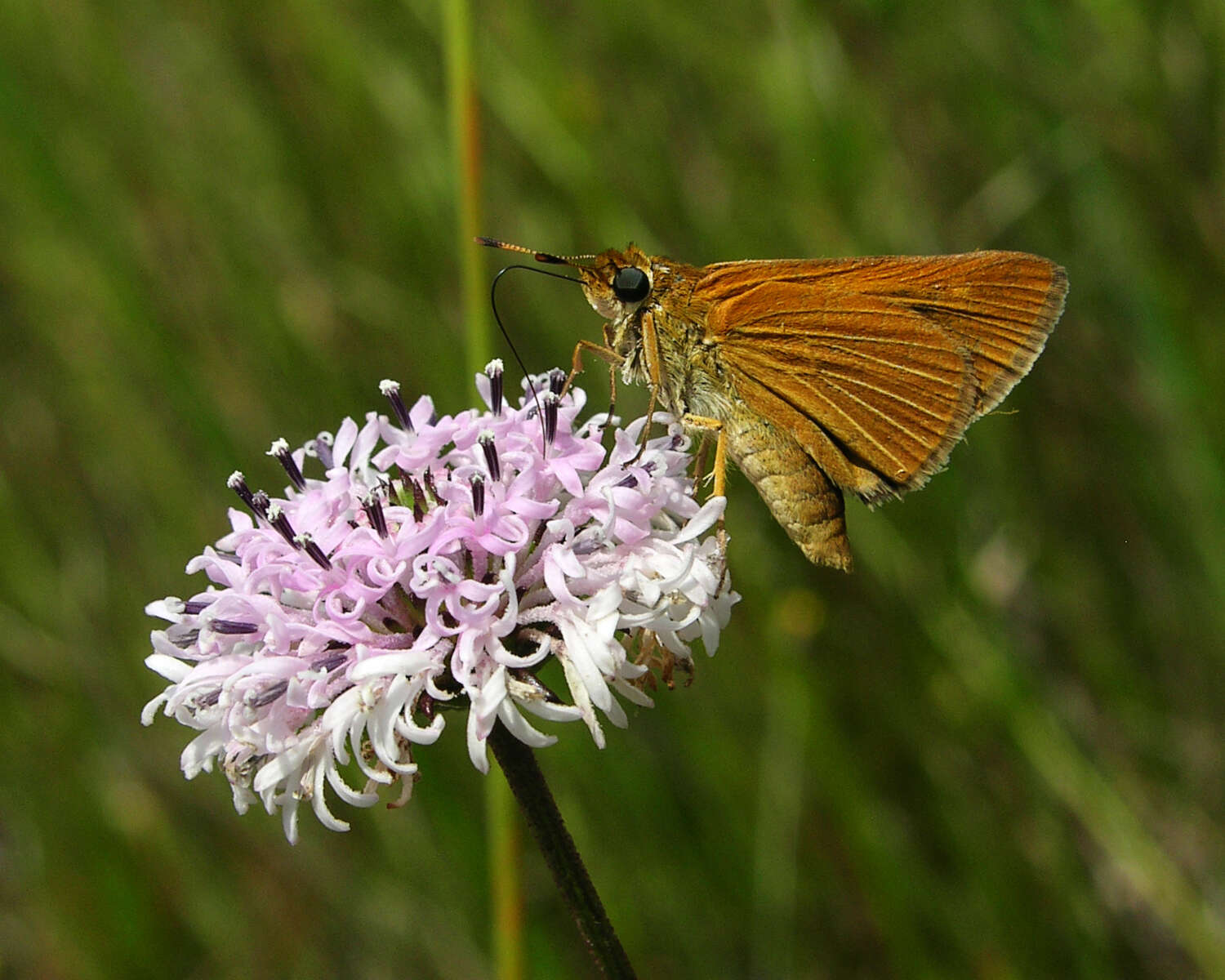 Image of Berry's Skipper