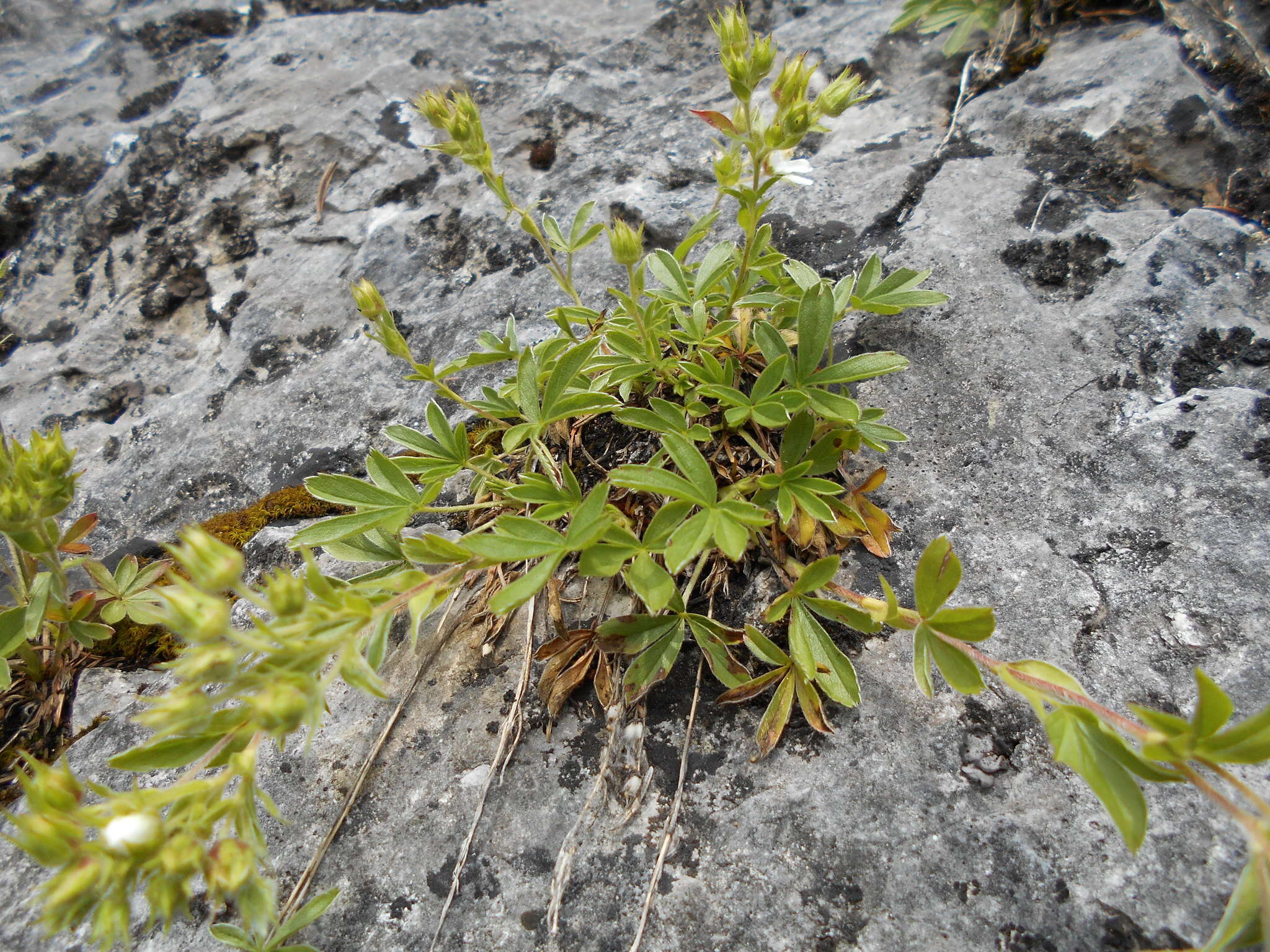 Image of Potentilla caulescens L.