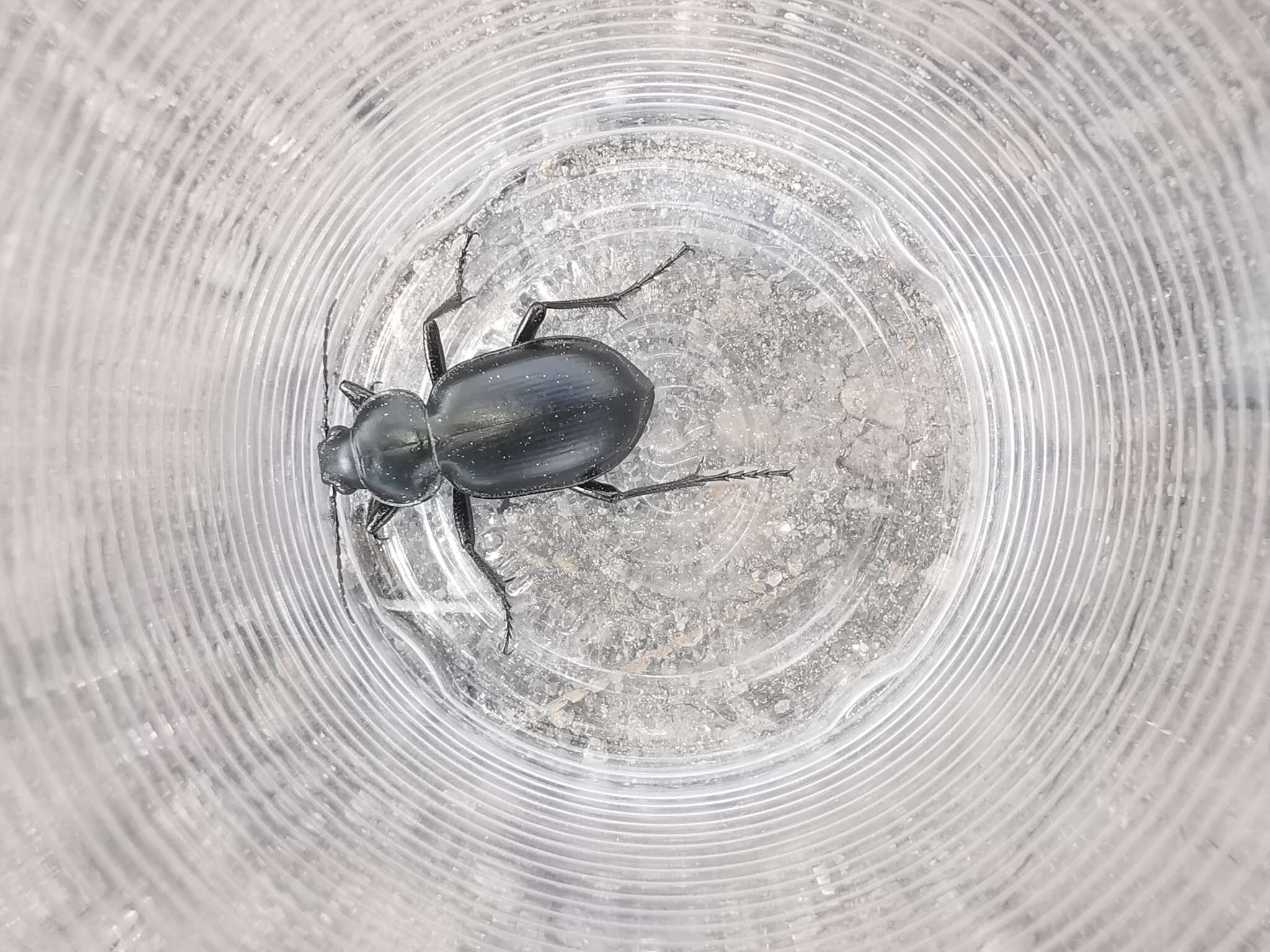 Imagem de Calosoma (Blaptosoma) laeve Dejean 1826