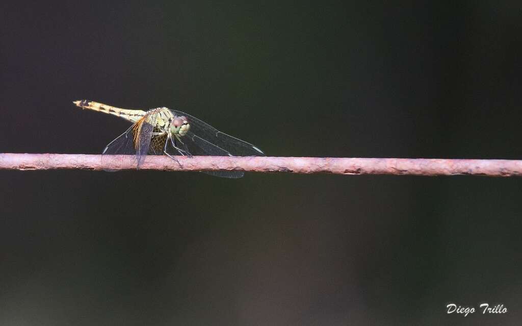 Слика од Erythrodiplax corallina (Brauer 1865)