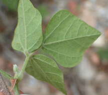 Image of Caribbean snoutbean