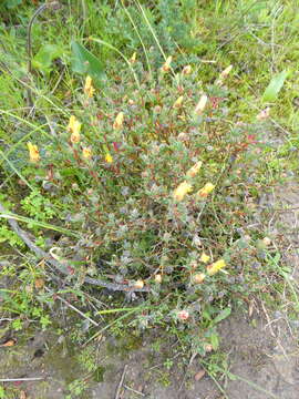 Image of Lampranthus glaucus (L.) N. E. Br.