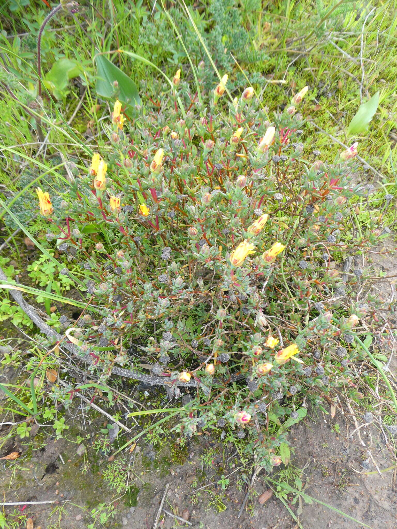 صورة Lampranthus glaucus (L.) N. E. Br.