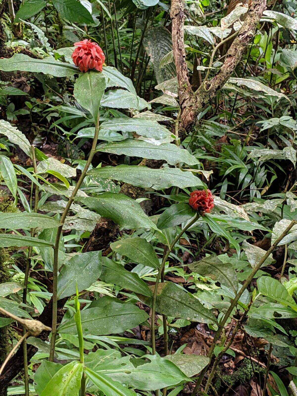 Image of Costus comosus (Jacq.) Roscoe