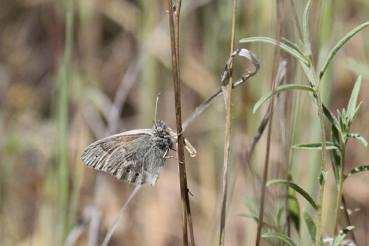 Coenonympha california Westwood (1851) resmi