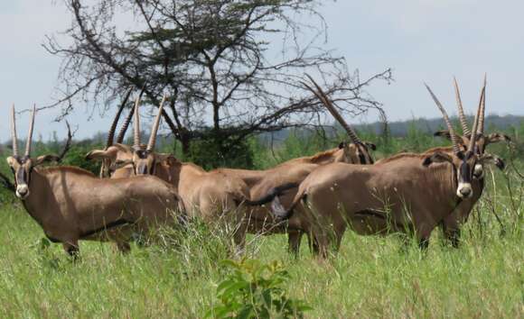 Image of Fringe-eared oryx