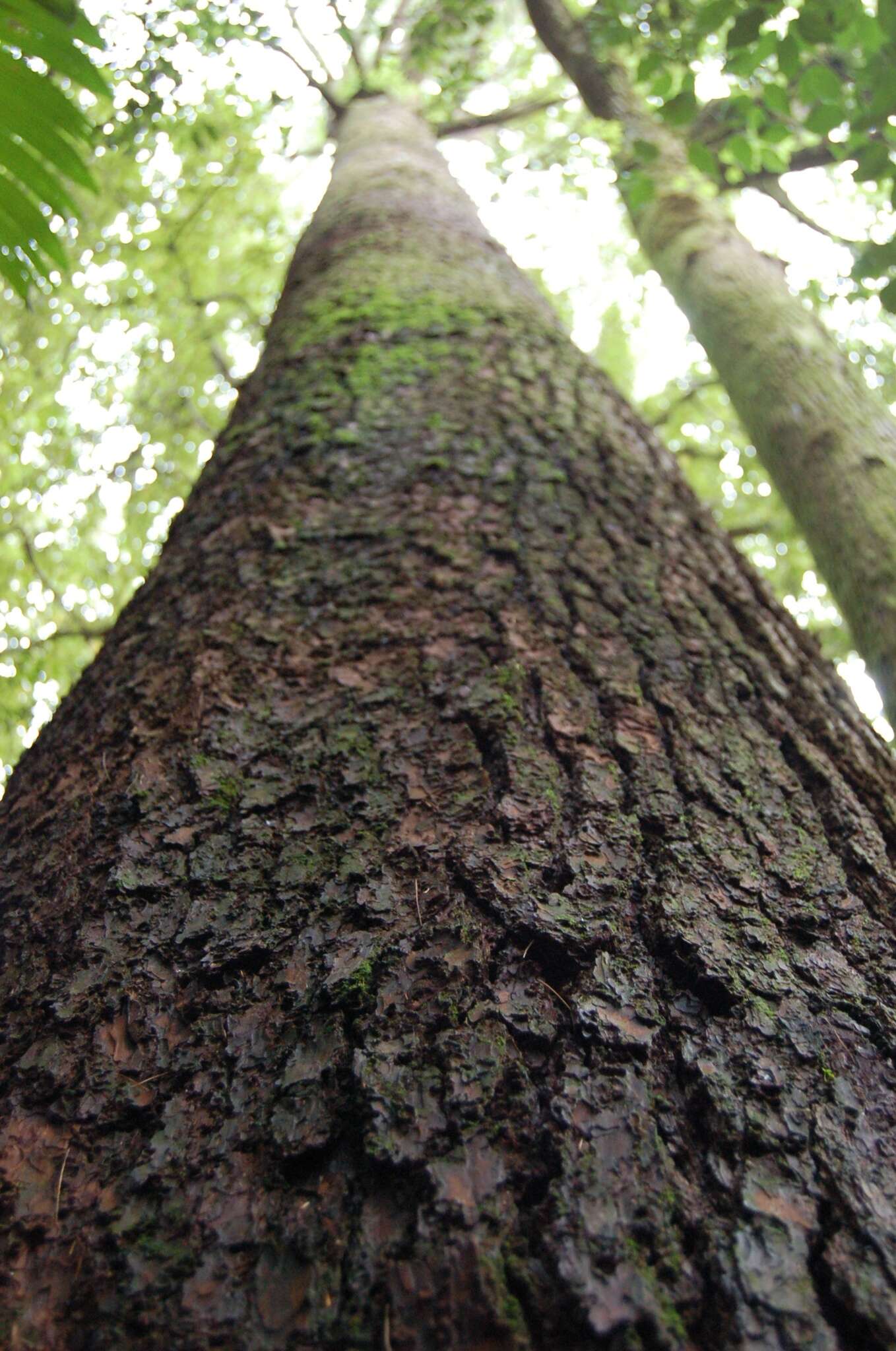 Image of Chiapas White Pine