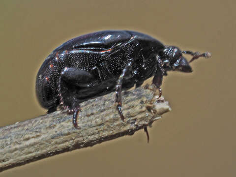 Image of Margarinotus (Paralister) purpurascens (Herbst 1791)