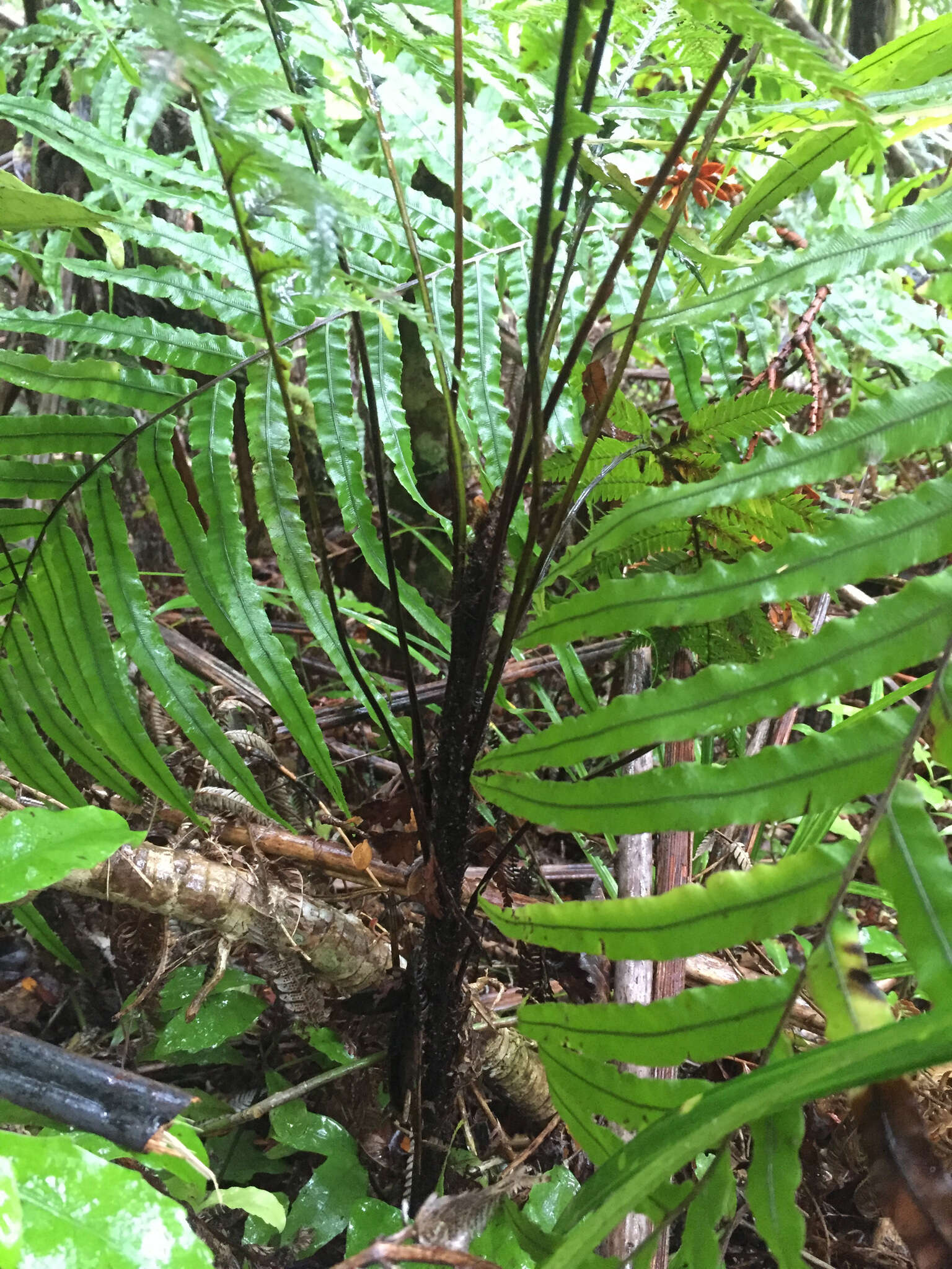 Image of Diploblechnum fraseri (A. Cunn.) De Vol