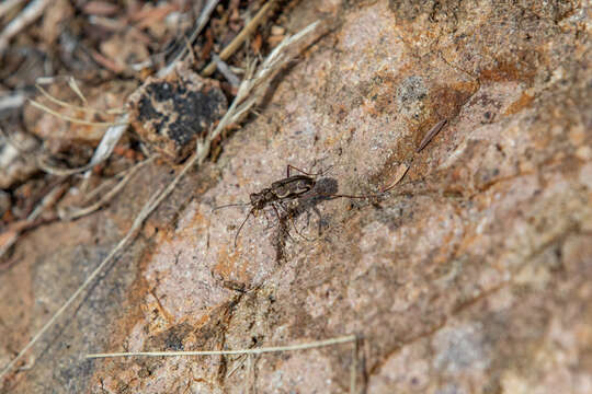 Image of New Zealand common tiger beetle