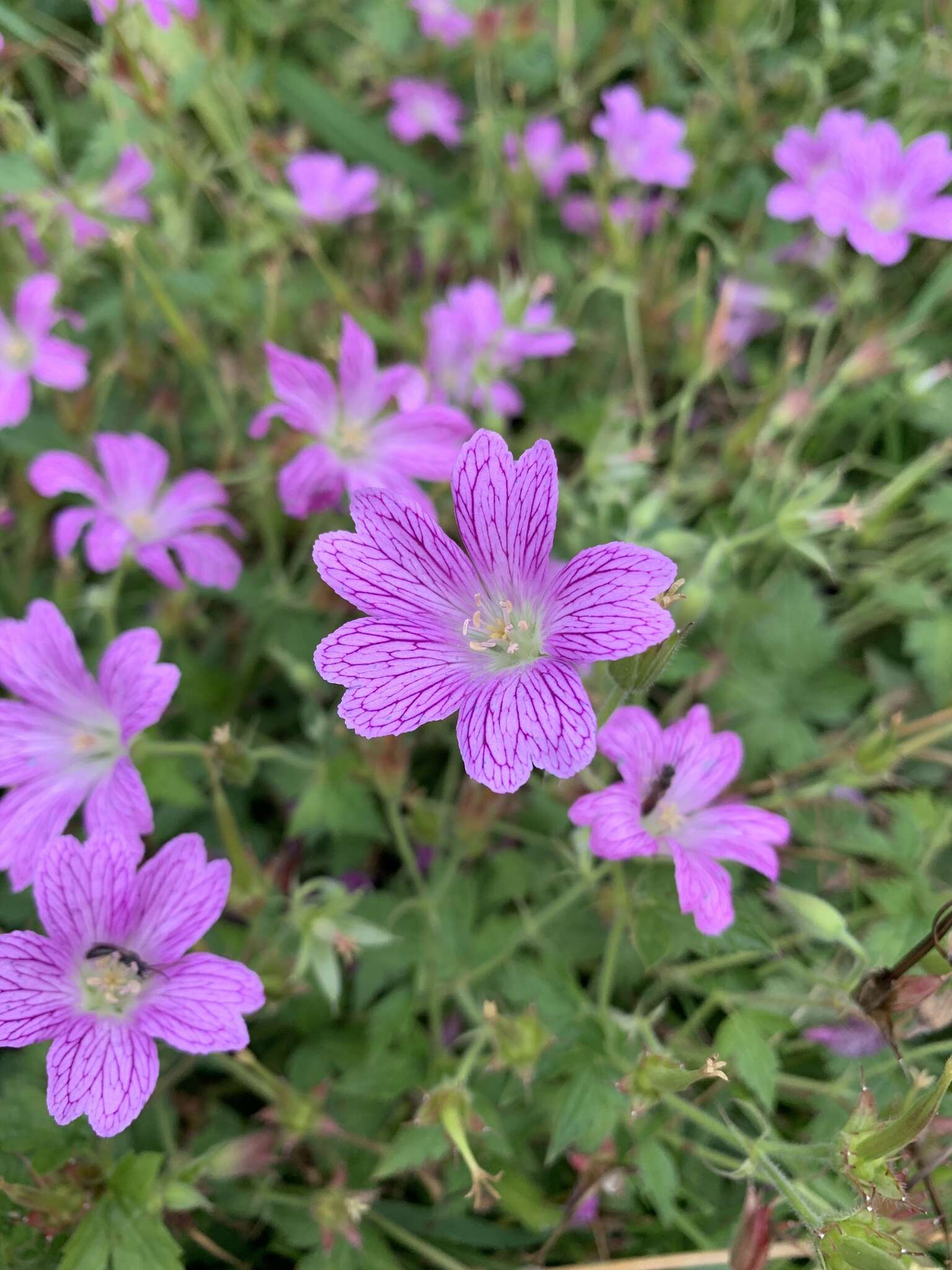 Image of <i>Geranium oxonianum</i>