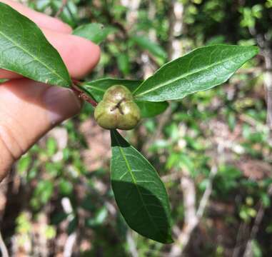 Image of Sebastian-bush