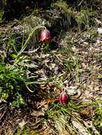 Image of Fritillaria montana Hoppe ex W. D. J. Koch