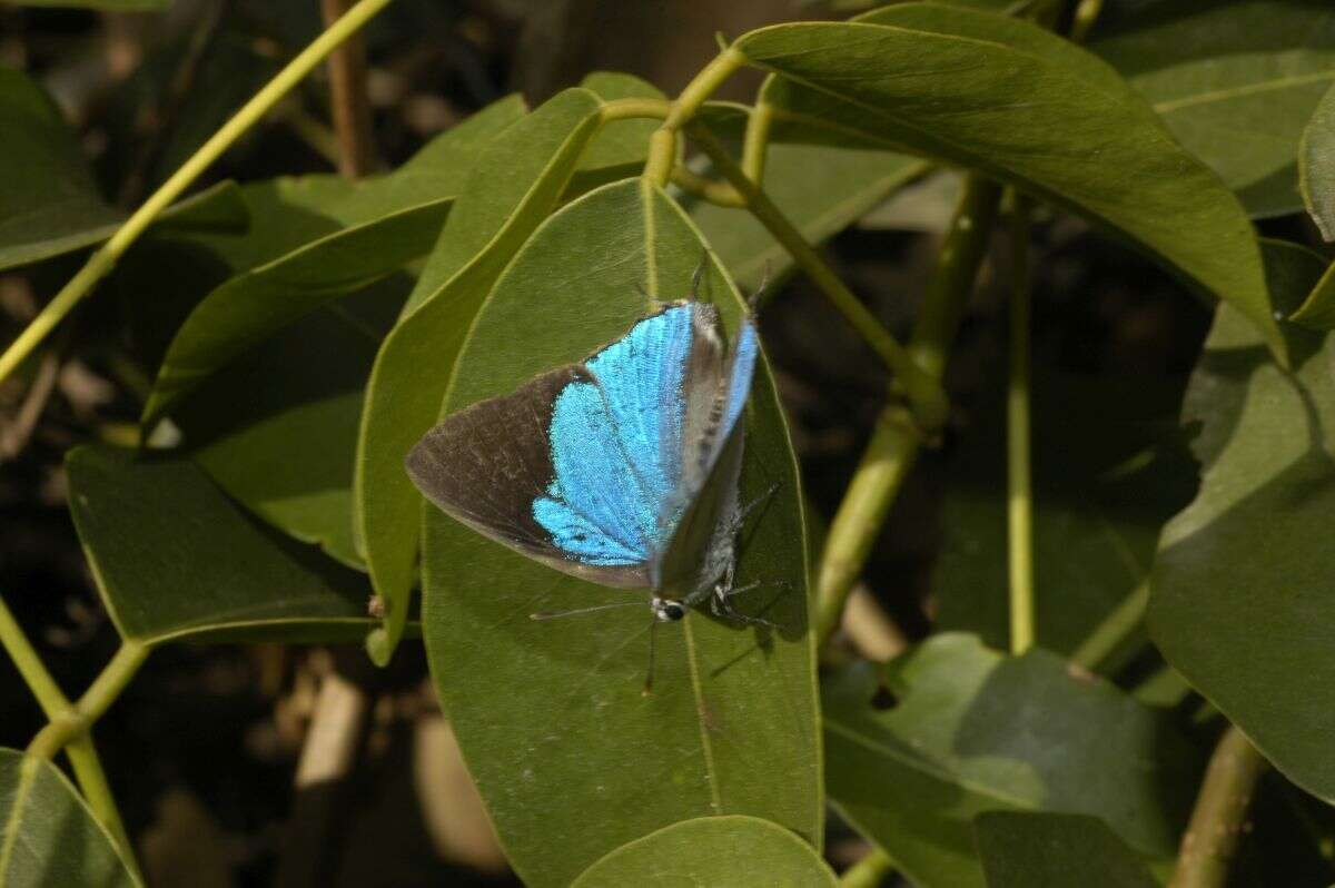 Imagem de Tajuria cippus (Fabricius 1798)