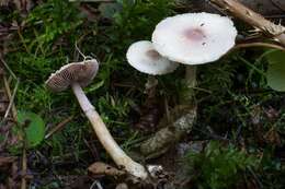 Imagem de Agaricus diminutivus Peck 1902