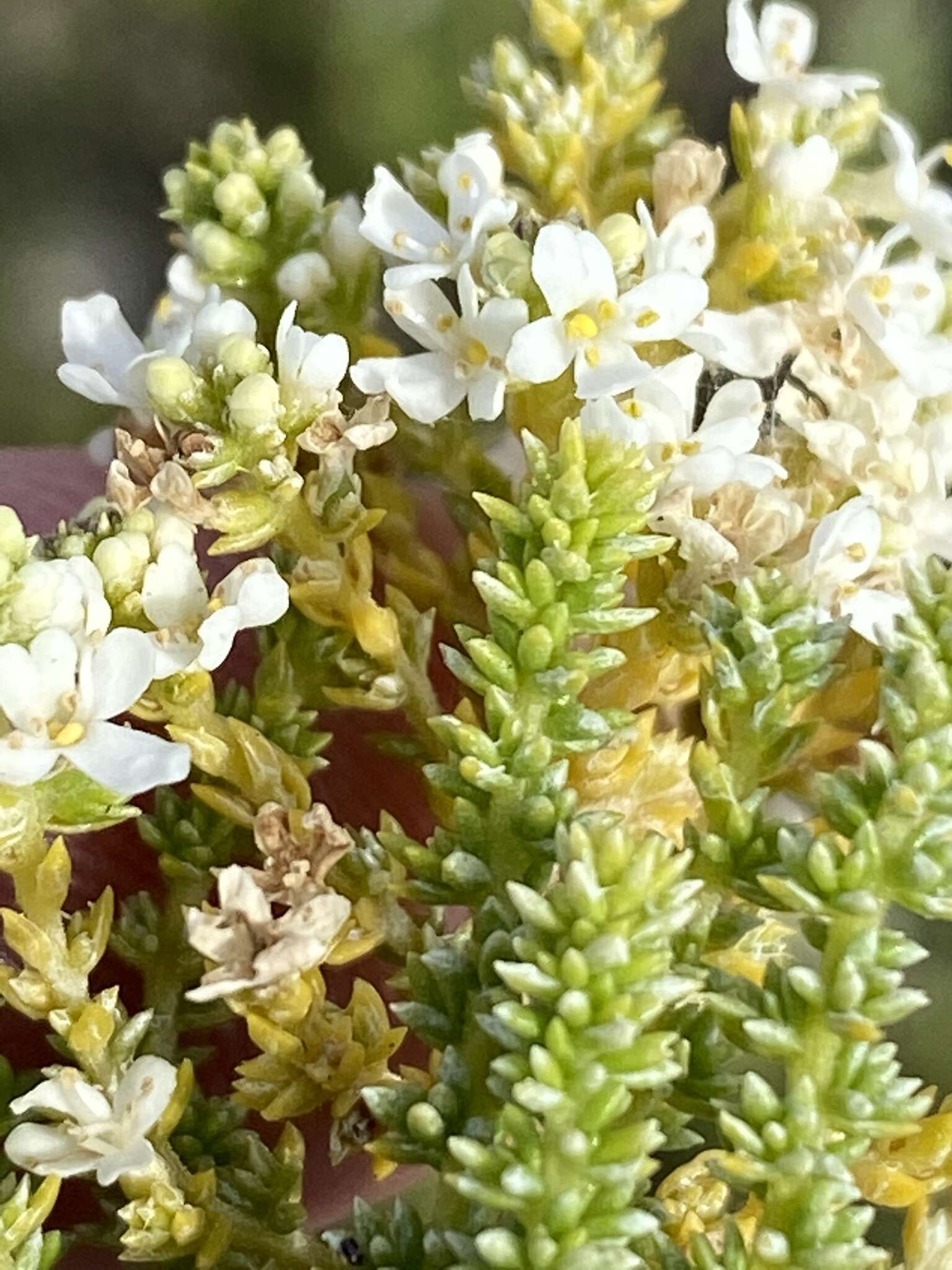 Image of Selago myriophylla O. M. Hilliard