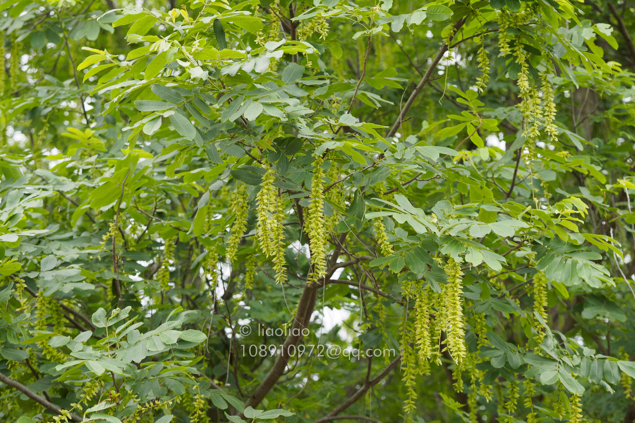 Слика од Pterocarya stenoptera C. DC.