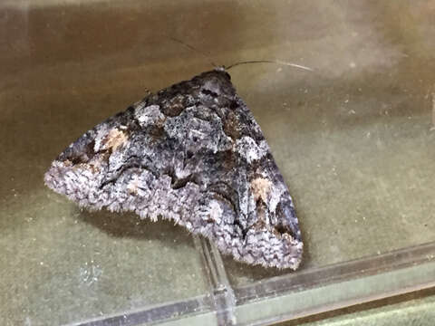 Image of Banded Similar-wing, Grey Similar-wing, False Pine Looper