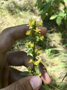 Image of shadowy goldenrod