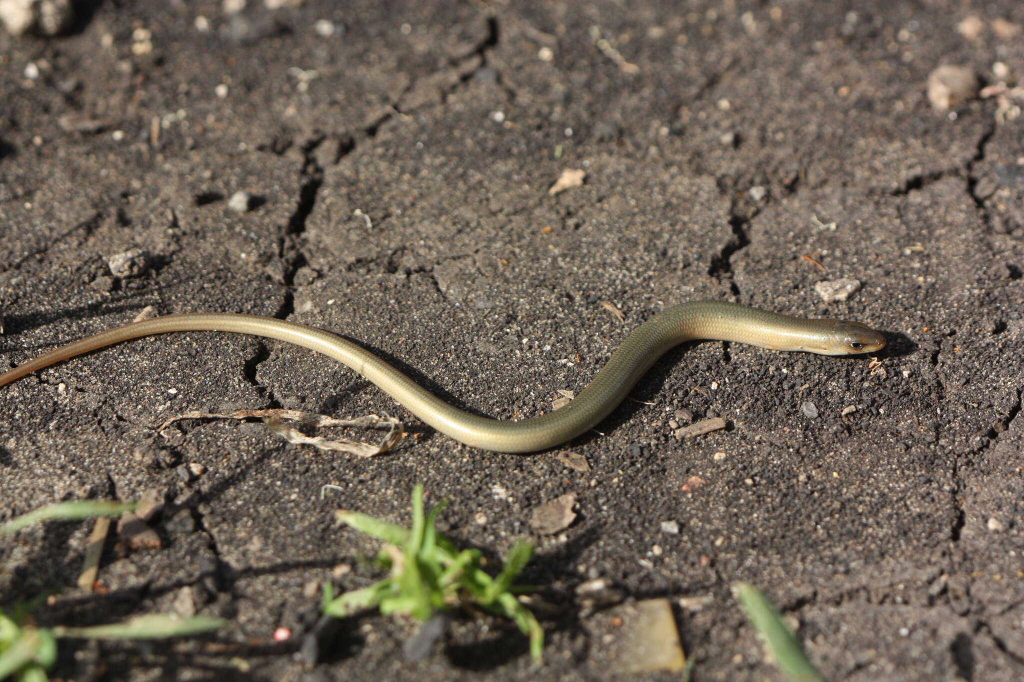 Image of Günther's Cylindrical Skink