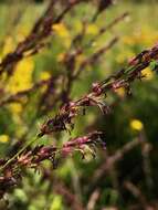 صورة Molinia caerulea (L.) Moench