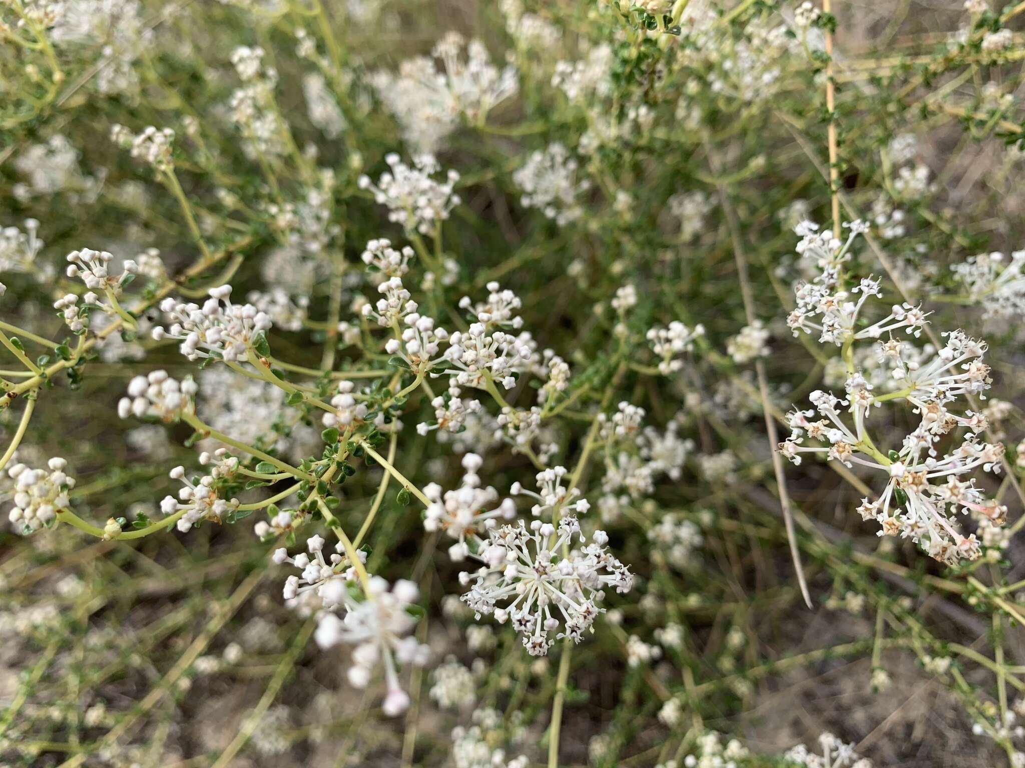 Image of littleleaf buckbrush