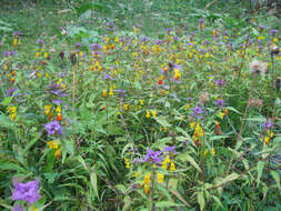 Слика од Melampyrum nemorosum subsp. catalaunicum (Freyn) Beauv.