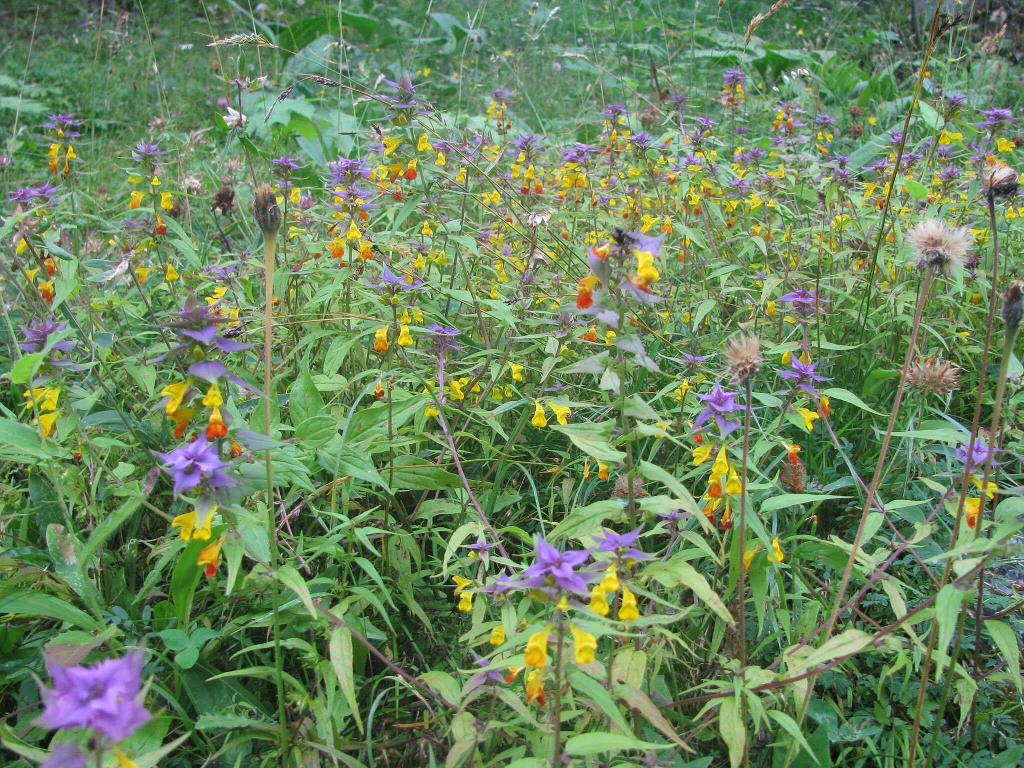 Слика од Melampyrum nemorosum subsp. catalaunicum (Freyn) Beauv.