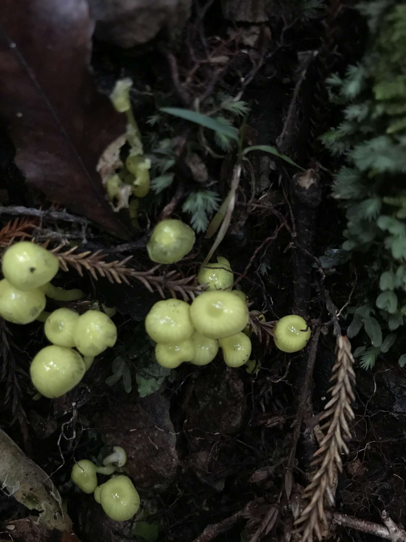 Image of Hygrocybe luteoglutinosa (E. Horak) Boertm. 2002