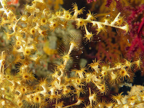 Image of Hydrozoanthus gracilis (Lwowsky 1913)