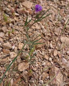 Lathyrus angulatus L.的圖片