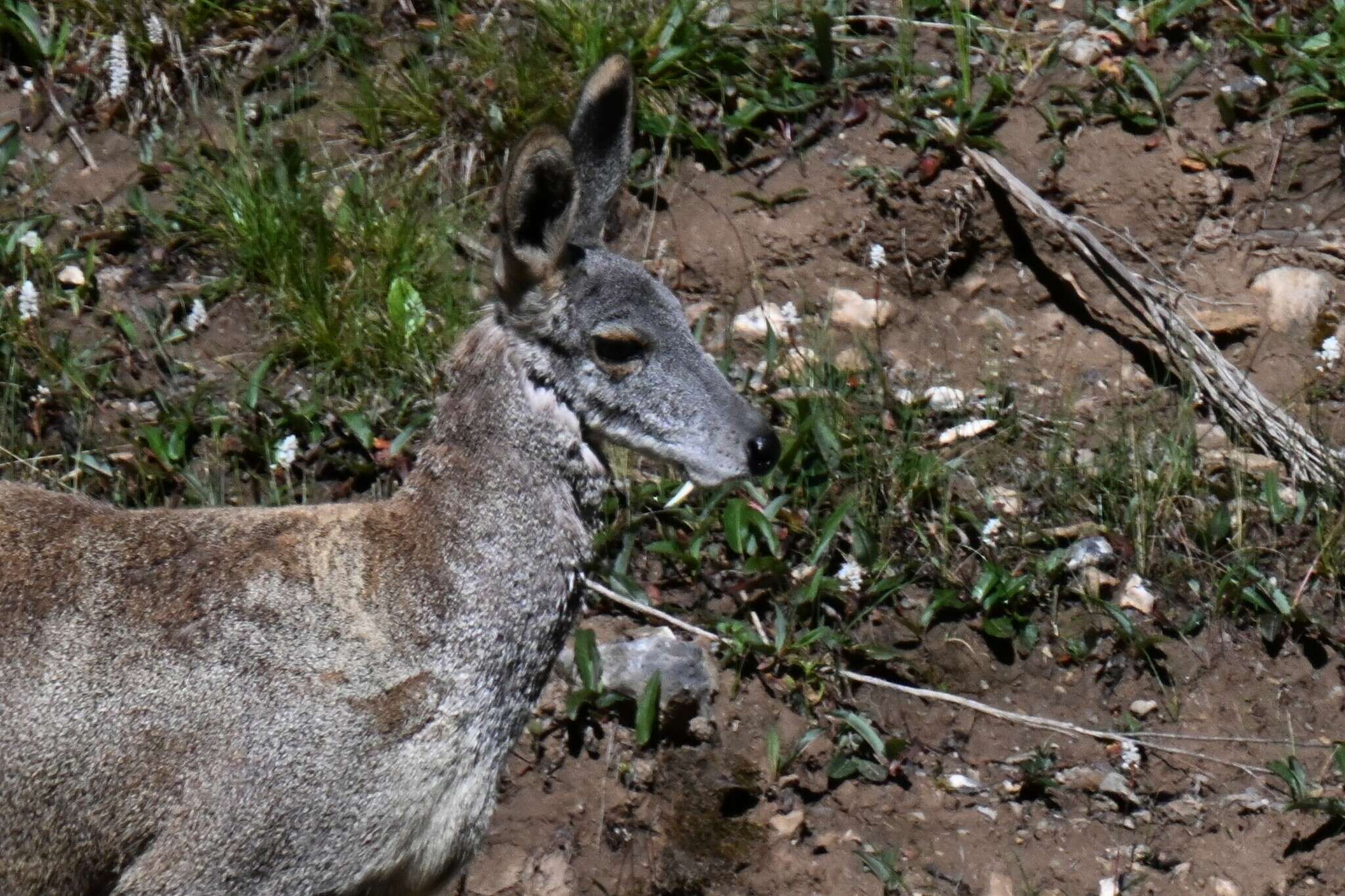 Imagem de Moschus chrysogaster (Hodgson 1839)