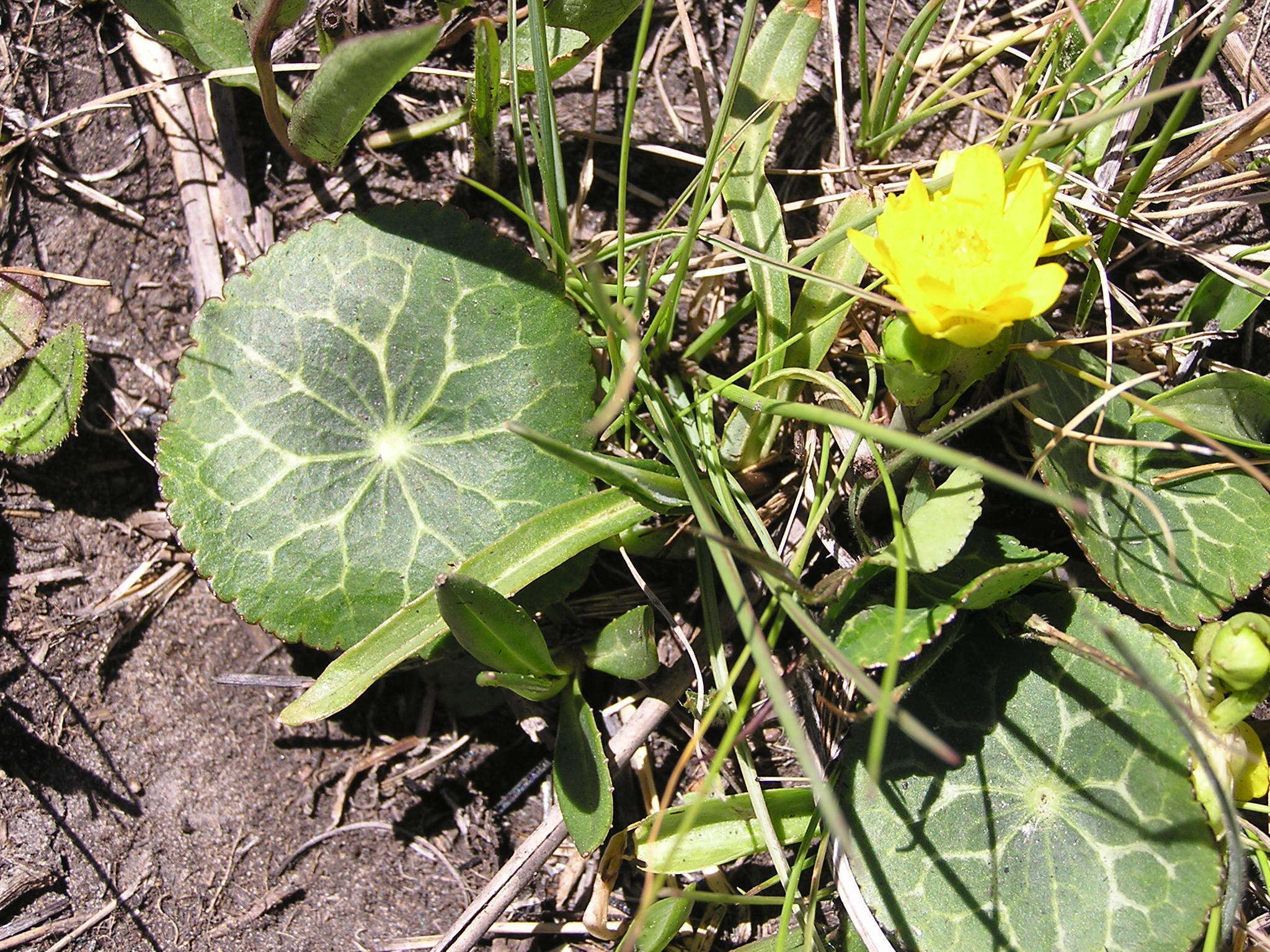 Image of Peltocalathos baurii (Mac Owan) M. Tamura