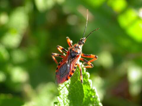 Plancia ëd Rhynocoris rubricus (Germar ex Ahrens 1816)