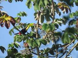 Image of Keel-billed Toucan