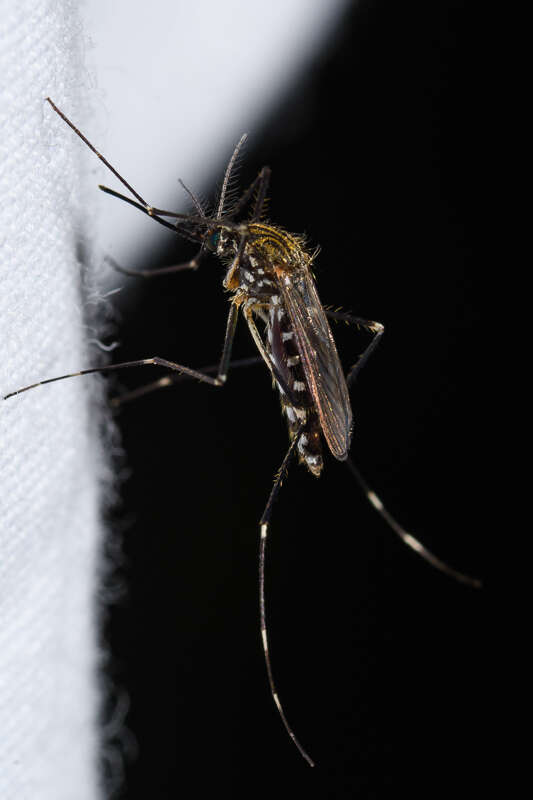 Image of Aedes japonicus (Theobald 1901)