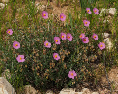 Image of Helianthemum vesicarium Boiss.