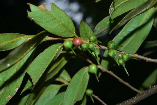 Image of Adinandra lasiostyla Hayata