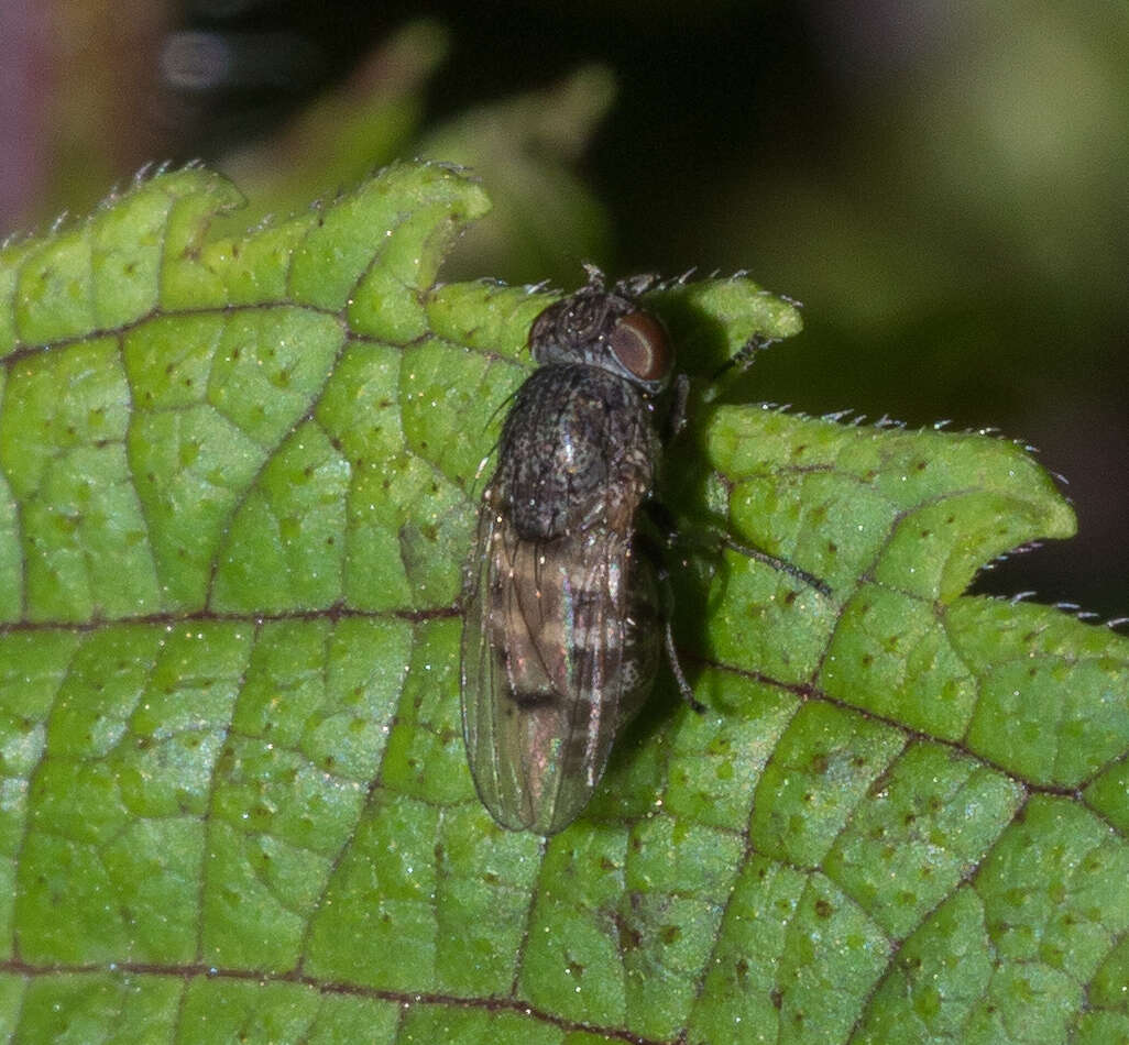 Image of Paralimna punctipennis (Wiedemann 1830)