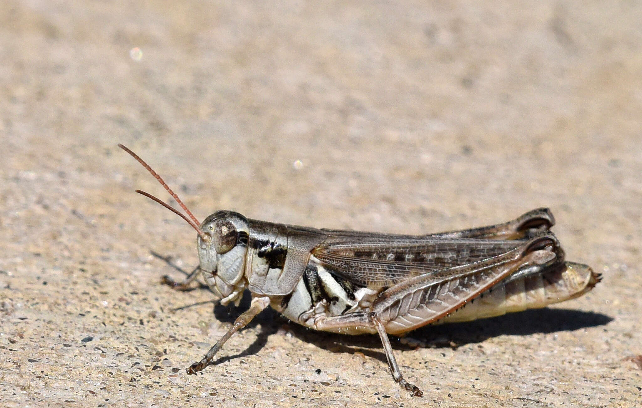 Image of Melanoplus confusus Scudder & S. H. 1897