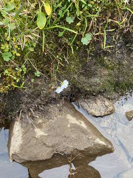 Image of Bostock's Candy-Flower