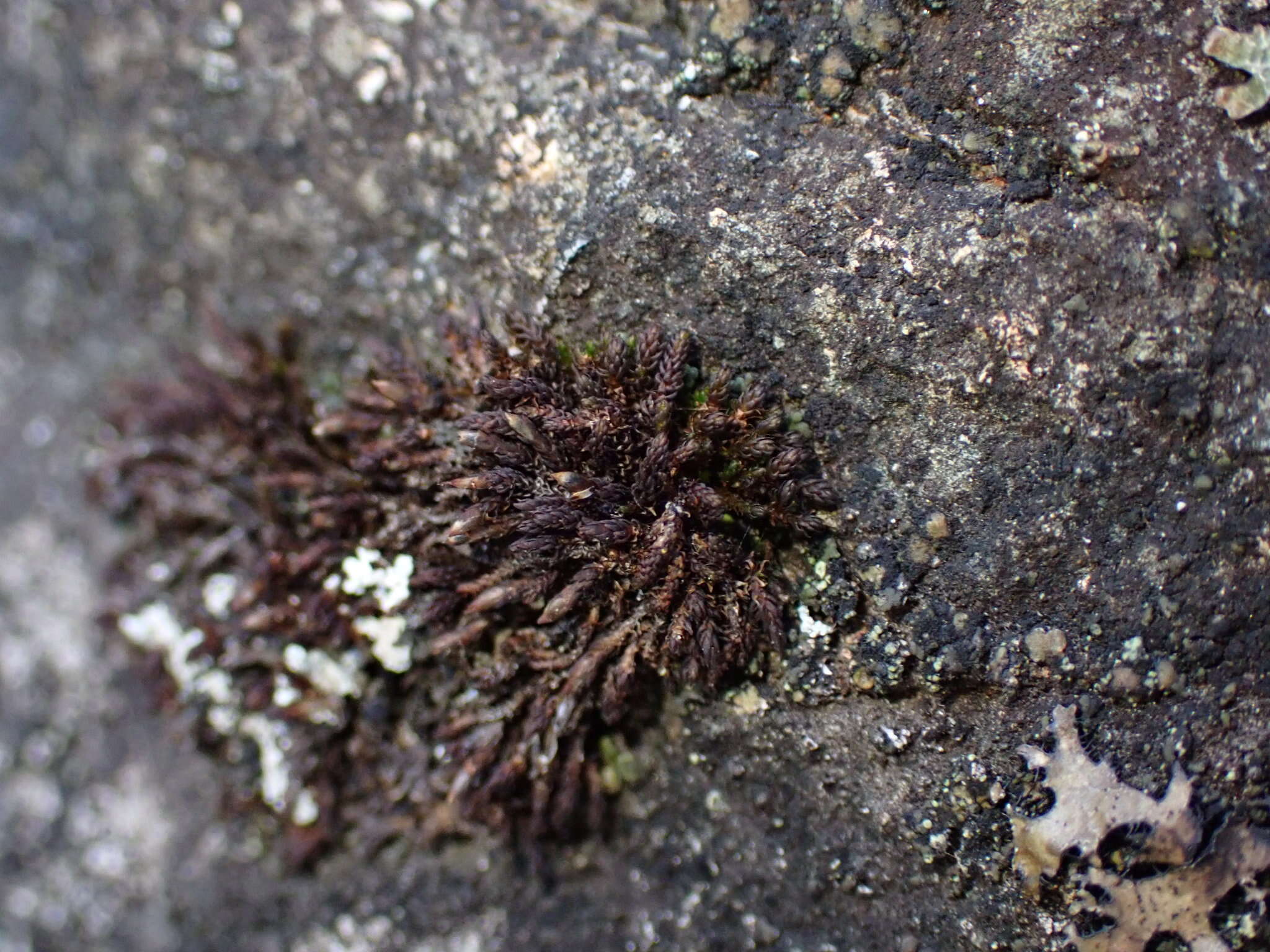 Image of andreaea moss