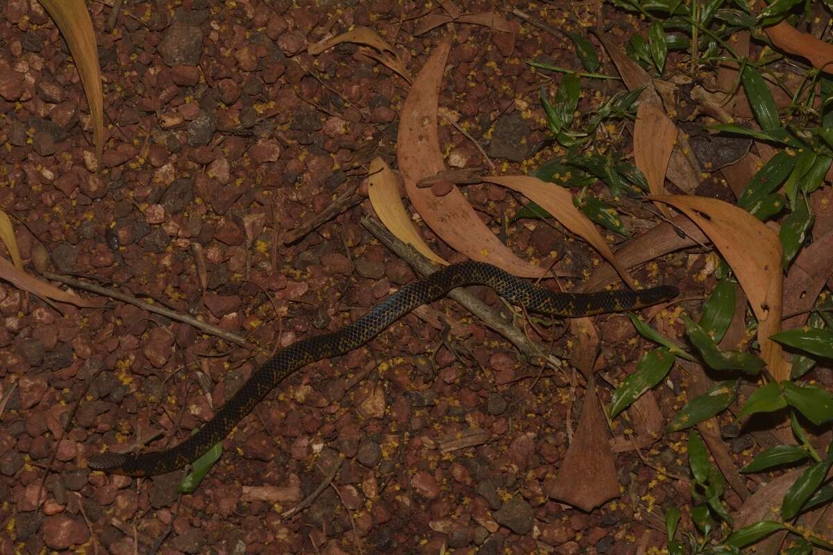 Image of Bombay Earth Snake