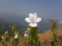 Imagem de Barleria sepalosa C. B. Cl.