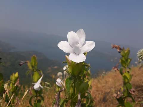 Barleria sepalosa C. B. Cl.的圖片