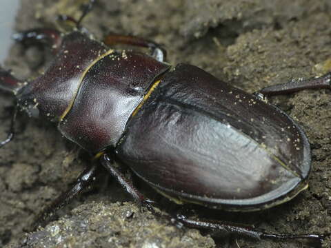 Image of Lucanus tetraodon sicilianus Planet 1899