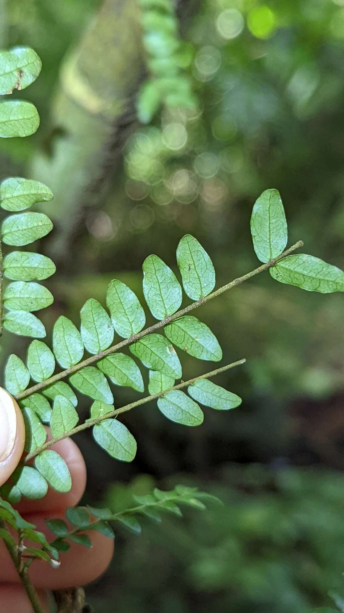 Image de Cojoba costaricensis Britton & Rose