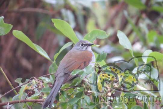 Image of Brown-backed Solitaire