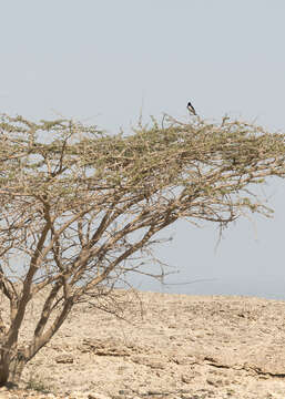 Image of Hume's Wheatear